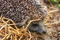 Hedgehog in the garden. Hedgehog close up Royalty Free Stock Photo