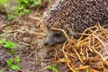 Hedgehog in the garden. Hedgehog close up Royalty Free Stock Photo