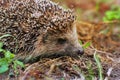 Hedgehog in the garden. Hedgehog close up Royalty Free Stock Photo
