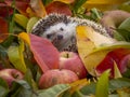 Cute Hedgehog in the garden - nice autumnal picture