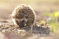 Hedgehog in golden light South Africa