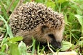 Hedgehog in grass