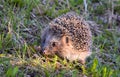 Hedgehog in the grass in the forest Royalty Free Stock Photo