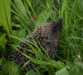 Hedgehog in the grass in the forest Royalty Free Stock Photo