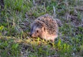 Hedgehog in the grass in the forest Royalty Free Stock Photo