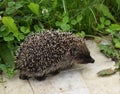 Hedgehog in the grass in the garden Royalty Free Stock Photo