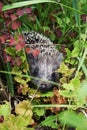 hedgehog in the grass