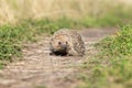 Hedgehog on the grass