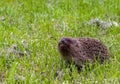 Hedgehog in the grass on a sloping lawn sniffs.