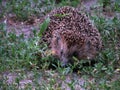 Hedgehog in the grass Royalty Free Stock Photo