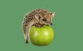 hedgehog on green apple isolate white Royalty Free Stock Photo