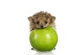Hedgehog on green apple isolate white Royalty Free Stock Photo