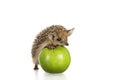 Hedgehog on green apple isolate white Royalty Free Stock Photo