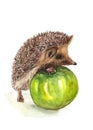 Hedgehog and green apple Royalty Free Stock Photo