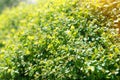 Hedgehog, green bush on a sunny day, background for design, natural wallpaper, close-up