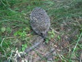 Hedgehog, green grass, branches, muzzle ears