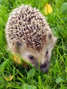 Hedgehog on the green grass Royalty Free Stock Photo