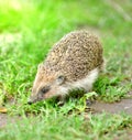 hedgehog on green lawn in my backyard