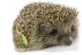 Hedgehog with green leaf Royalty Free Stock Photo
