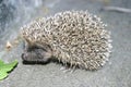 Hedgehog and a green leaf Royalty Free Stock Photo