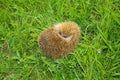 Hedgehog green meadow.