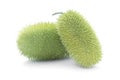 Hedgehog groud or wild cucumber Cucumis dipsaceus, African wild cucumber, ornamental exotic vegetable