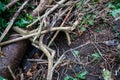 Hedgehog habitat in wood Royalty Free Stock Photo