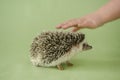 Hedgehog and a hand on a green background. The child strokes the hedgehog. Interaction communication between man and