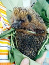Hedgehog in the hands Royalty Free Stock Photo