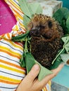 Hedgehog in the hands Royalty Free Stock Photo
