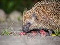 The hedgehog has pieces of sausage.