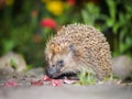 The hedgehog has pieces of sausage.