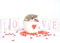 Hedgehog in Heart Mug