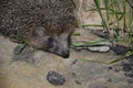 Hedgehog. Hedgehog went hunting at night