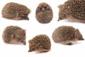 Hedgehog, hedgehogs Royalty Free Stock Photo