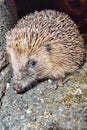 Hedgehog Royalty Free Stock Photo