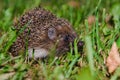 A hedgehog hide in the garden.Hedgehog looking for food.Wildlife in Europe.West european hedgehog,rinaceus europaeus,on a green