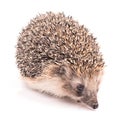 Hedgehog isolated