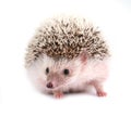 Hedgehog isolated on white background Royalty Free Stock Photo