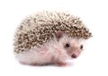 Hedgehog isolated on white background Royalty Free Stock Photo