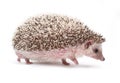 Hedgehog isolated on white background Royalty Free Stock Photo