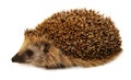 Hedgehog isolated on white background. The European hedgehog. Royalty Free Stock Photo