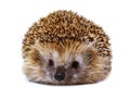 Hedgehog isolated on white background. The European hedgehog. Royalty Free Stock Photo