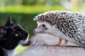 Hedgehog and kitten get acquainted Royalty Free Stock Photo