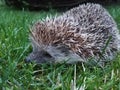 Hedgehog on the lawn in the garden Royalty Free Stock Photo