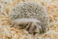 Hedgehog lazy cute exotic sleeping