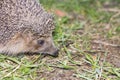 Hedgehog looks at the grass