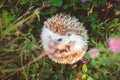 Hedgehog looks out from a ball in summer grass