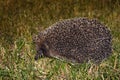 Hedgehog looks out of grass at night