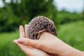 Hedgehog lying in hands. Woman holding small hedgehog baby in park outdoors. Walking with pet